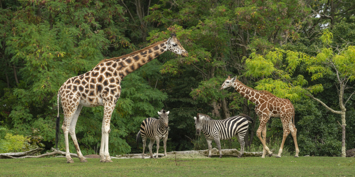 Zoo Zoo